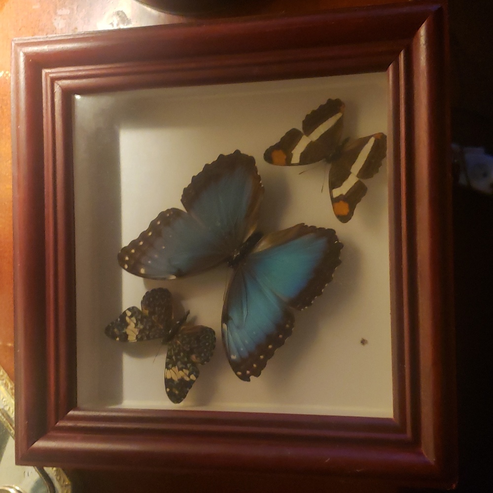 Three real Butterflies in display shadow box